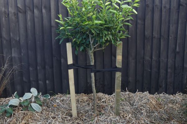 Oderings Garden Centres | Gardening Guide - Staking Trees Correctly