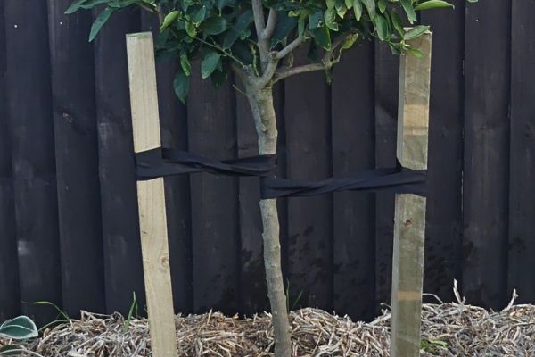 Oderings Garden Centres | Gardening Guide - Staking Trees Correctly