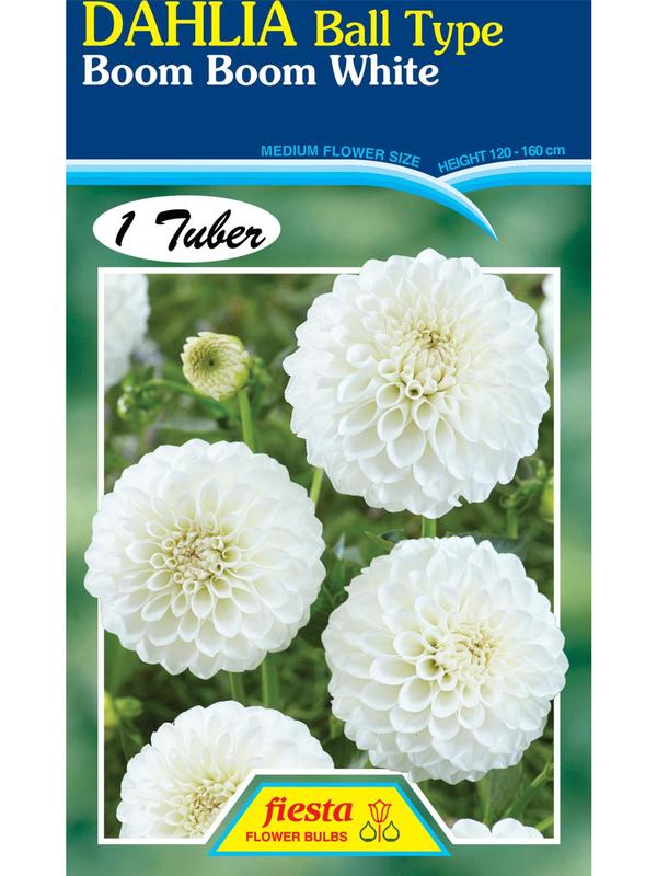 Dahlia Boom Boom White