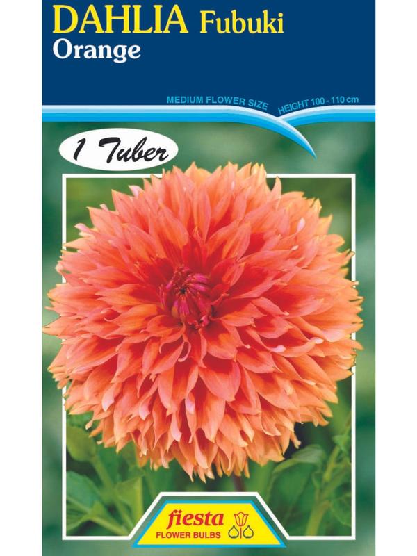 Dahlia Fubuki Orange