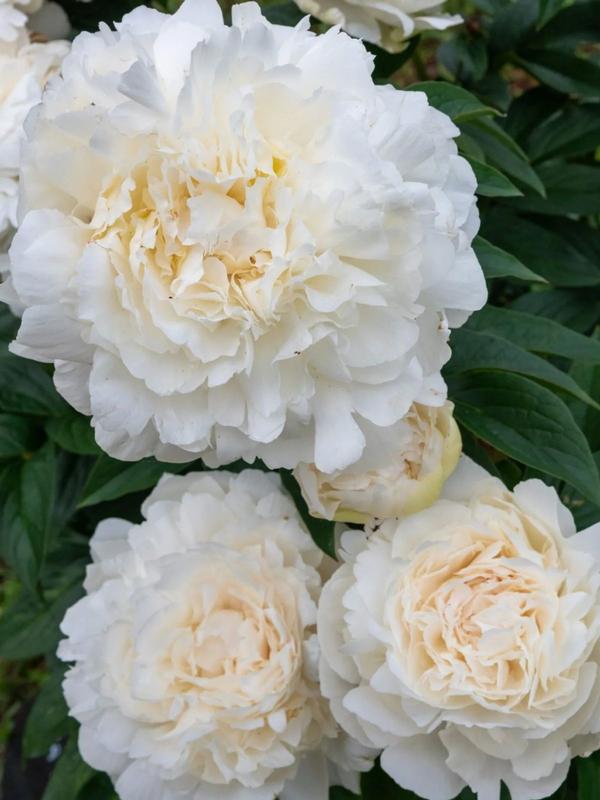 Paeony Elsa Sass  - Peony