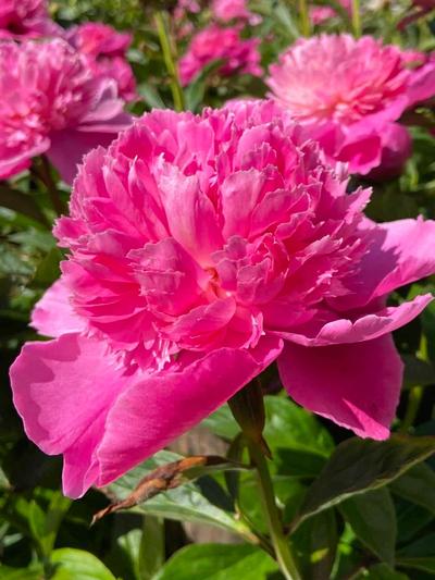 Paeony Bouquet Perfect - Peony