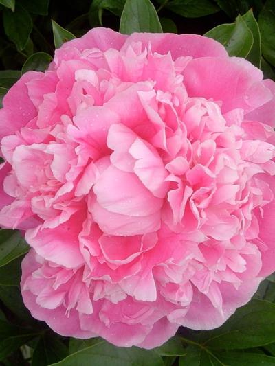 Paeony Pink Parfait - Peony