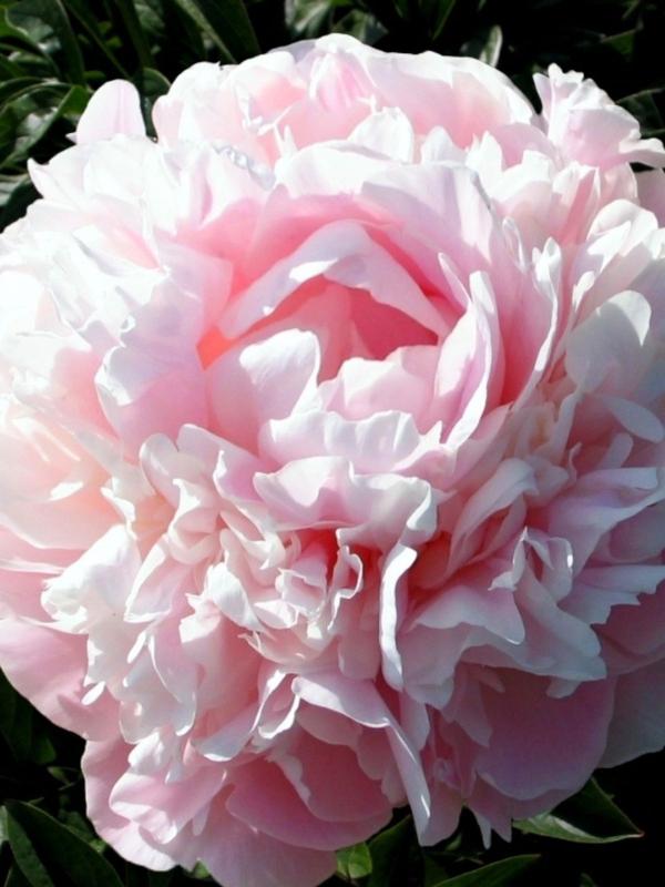 Paeony James Pillow - Peony