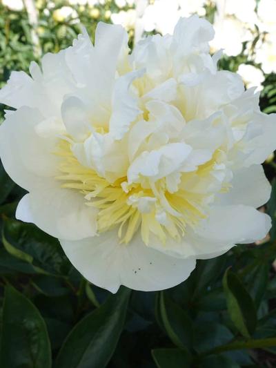 Paeony Bridal Shower - Peony