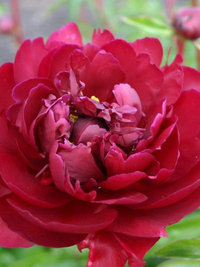 Paeony Chippewa - Peony