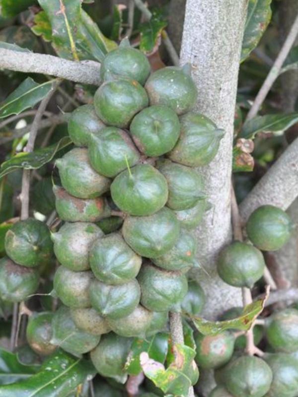 Macadamia Nelmak