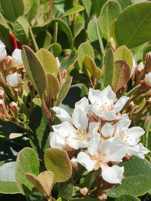 Rhaphiolepis ‘Oriental Pearl’