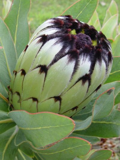 Protea Niobe Protea Niobe