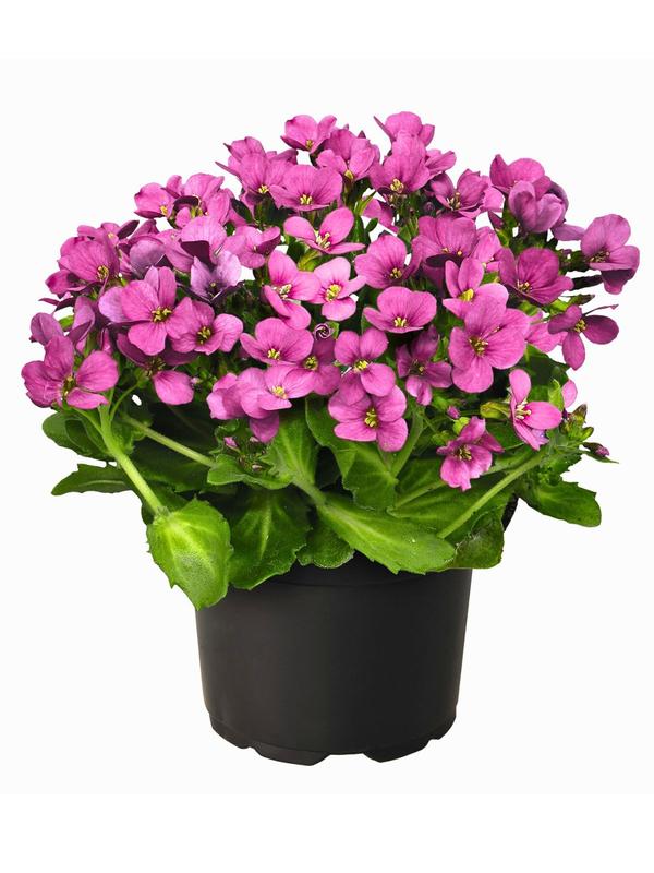 Arabis Catwalk Pink