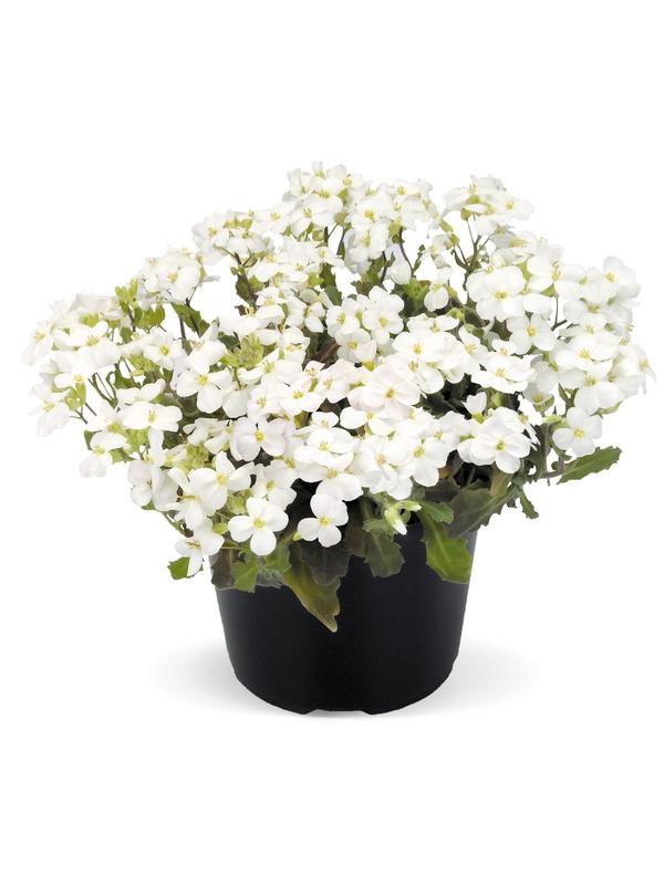 Arabis Catwalk White