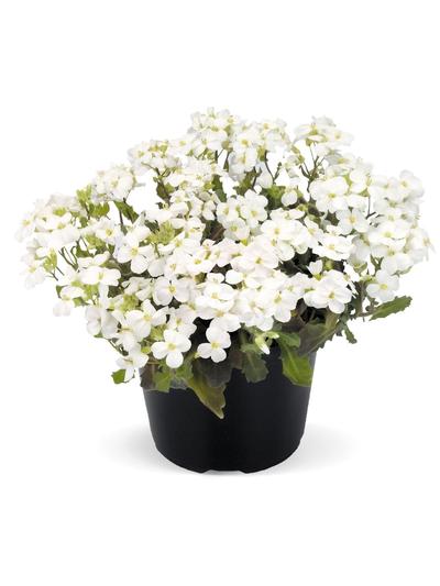 Arabis Catwalk White