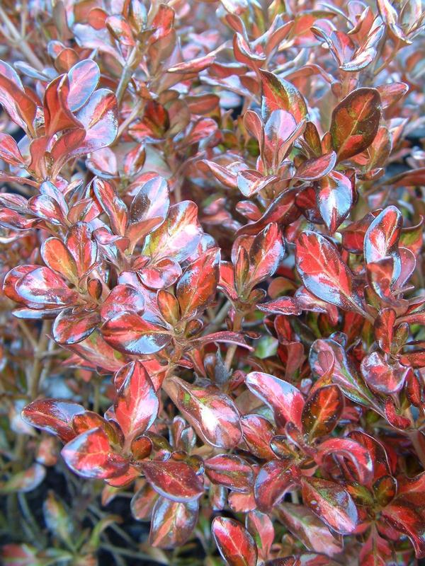 Coprosma Evening Glow 2.4L 