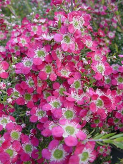 Leptospermum Outrageous 3.5L