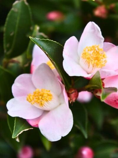 Camellia Festival of Lights PB8