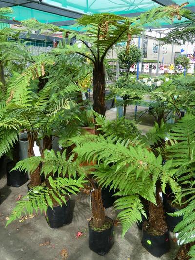 Fronds Dicksonia Squarrosa 