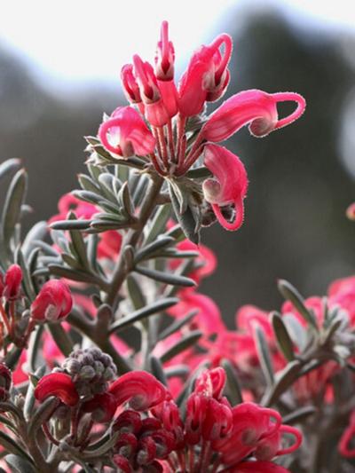 Grevillea Jelly Bean