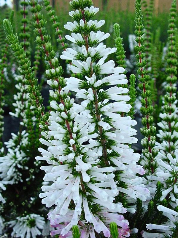 Erica Colorans White Delight 2.5L