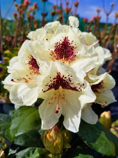 Rhododendron Blunique