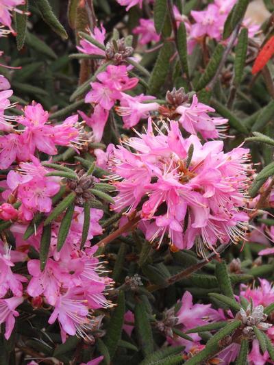 Rhododendron Spiciferum