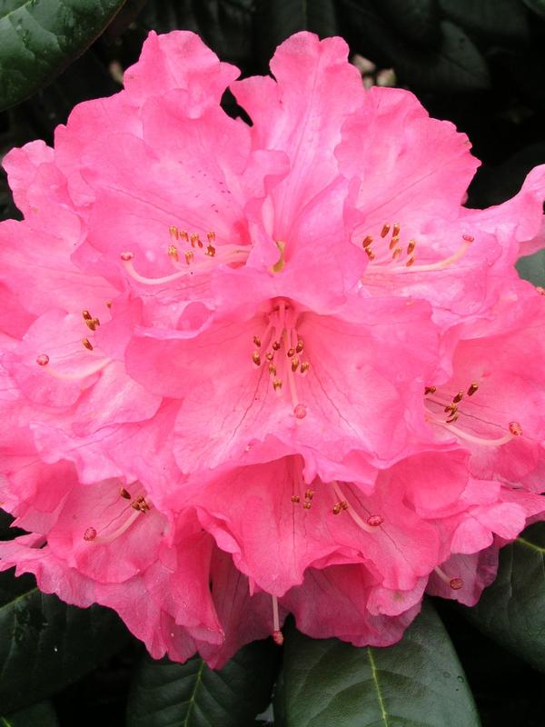 Rhododendron Noyo Brave