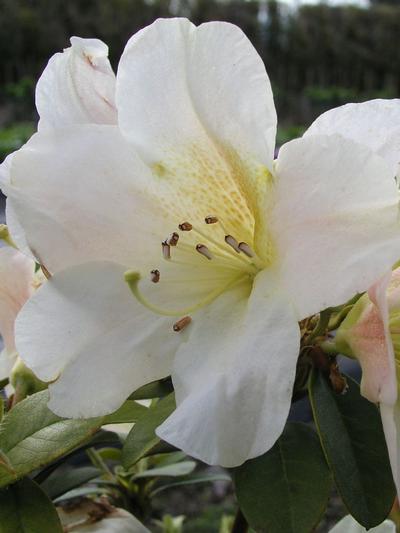 Rhododendron Johnstoneanum