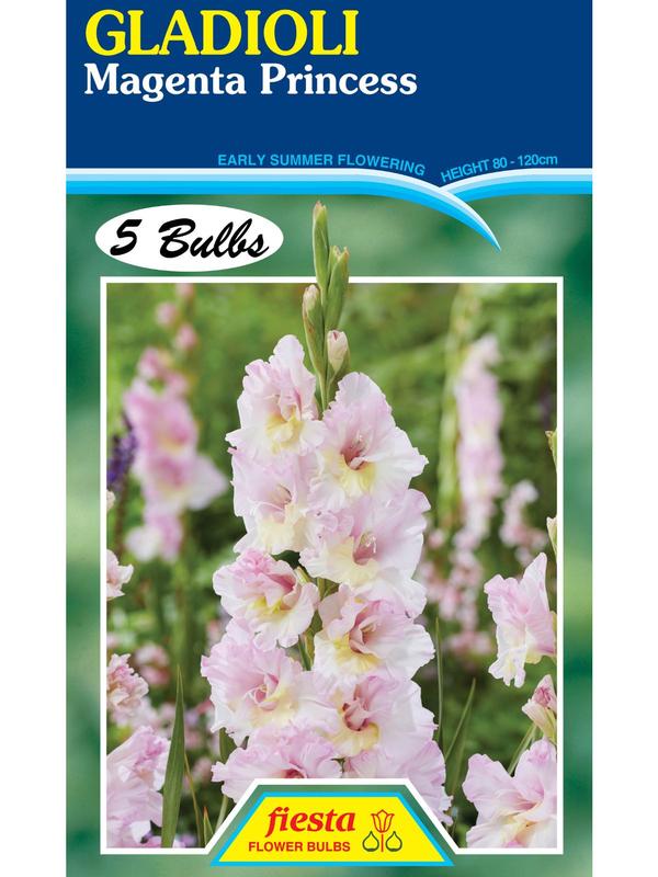 Gladioli Magenta Princess