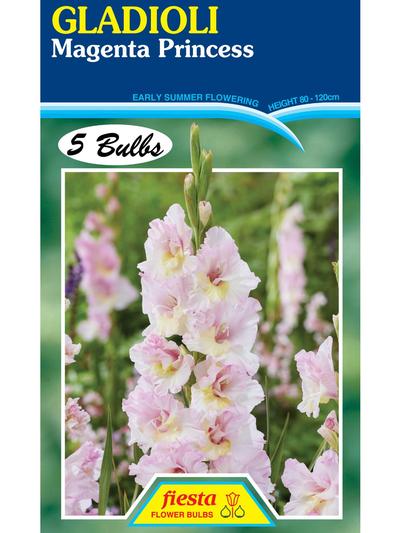 Gladioli Magenta Princess