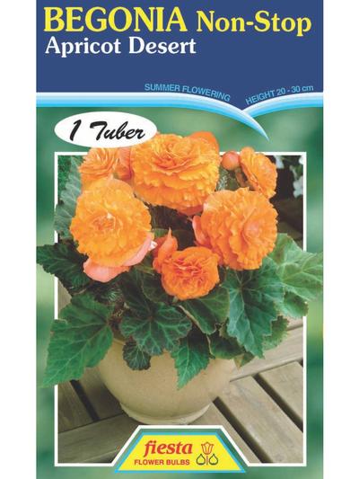 Begonia Apricot Dessert