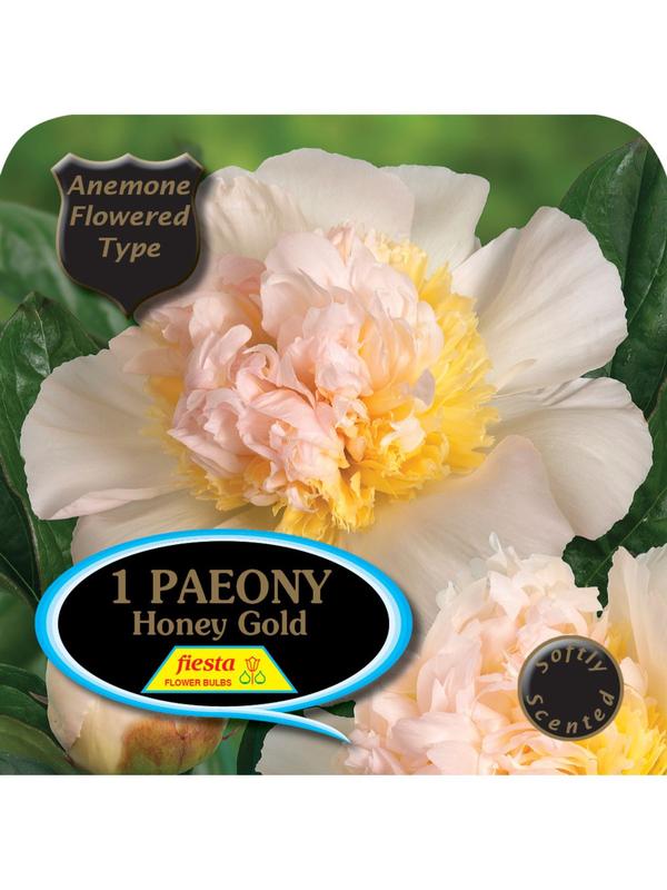 Paeony Honey Gold