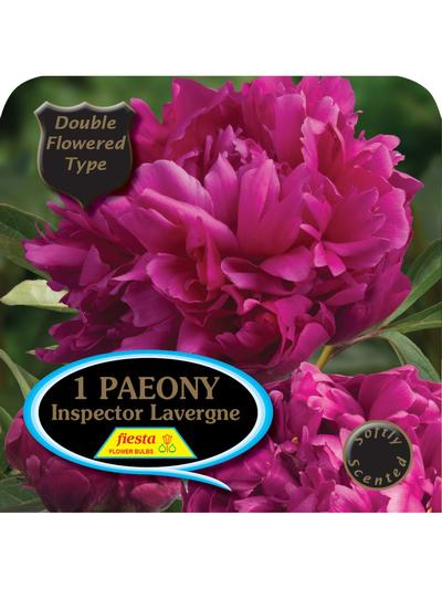 Paeony Inspector Lavergne