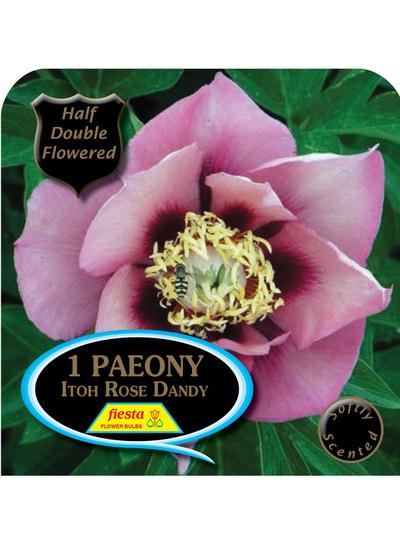 Paeony ITOH Old Rose Dandy