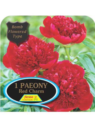 Paeony Red Charm