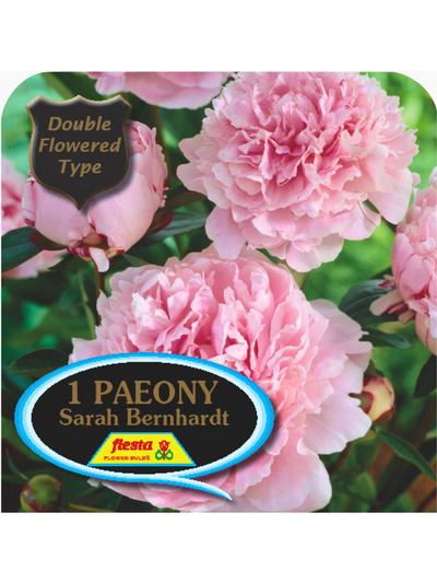 Paeony Sarah Bernhardt