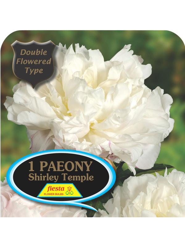 Paeony Shirley Temple