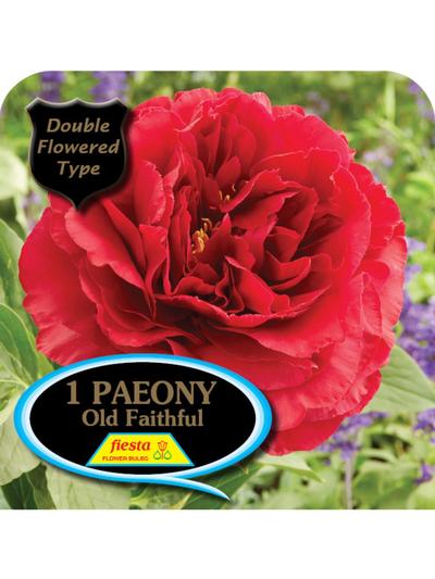 Paeony Ole Faithful