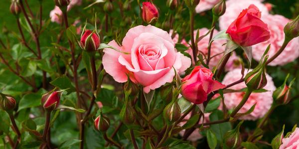 Plants, Roses