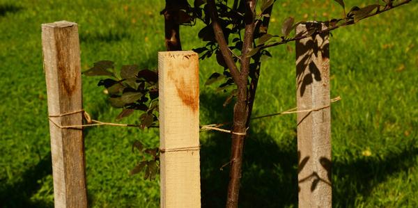 Garden Maintenance, Garden Stakes