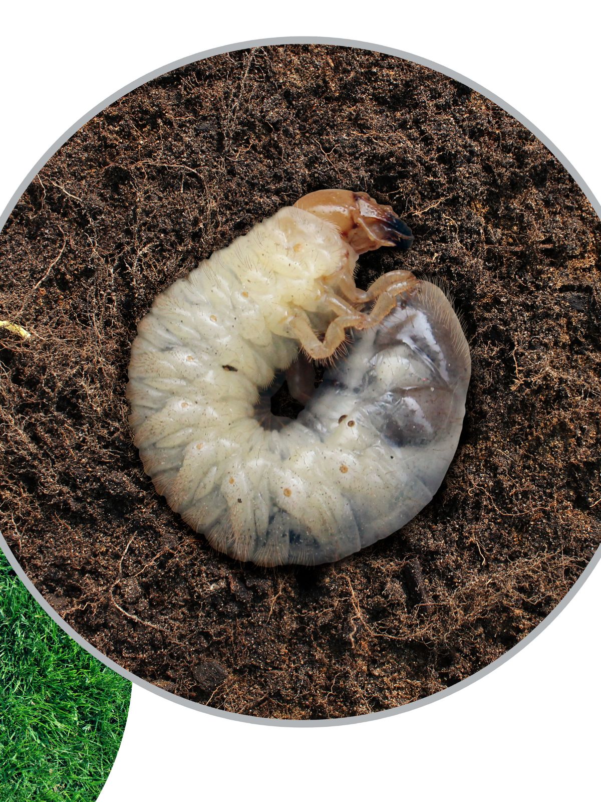 Combating Grass Grub in Lawns