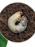 Combating Grass Grub in Lawns