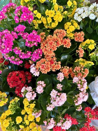 kalanchoe Assorted 