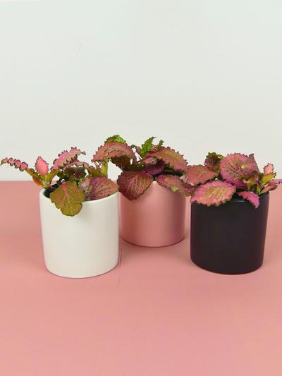 Pink Fittonia in Ceramic Pot