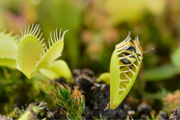 Venus Flytraps, Carnivorous Plant, Saturday 22nd February