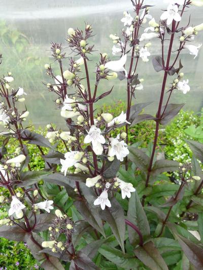 Penstemon Huskers Red Strain 