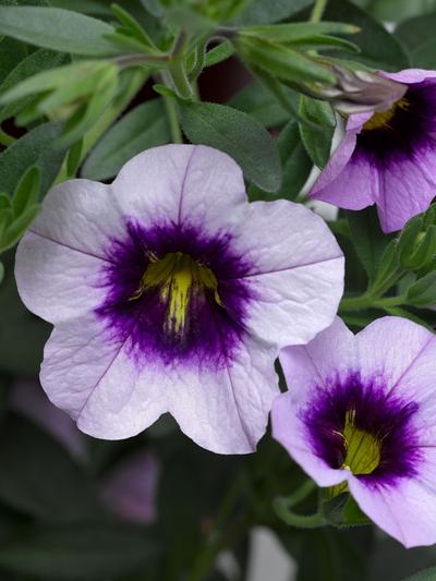 Calibrachoa Blueberry Shortcake 1.3L  Calibrachoa Blueberry Shortcake 1.3L