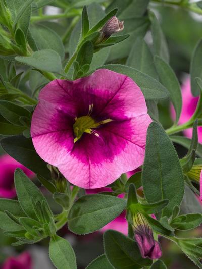 Calibrachoa Strawberry Shortcake 1.3L  Calibrachoa Strawberry Shortcake 1.3L