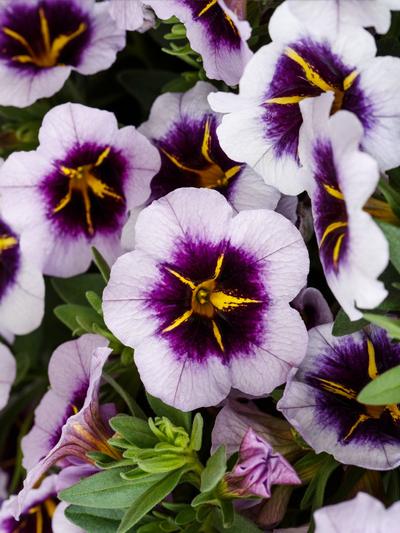 Calibrachoa Blueberry Spark 1.3L  Calibrachoa Blueberry Spark 1.3L