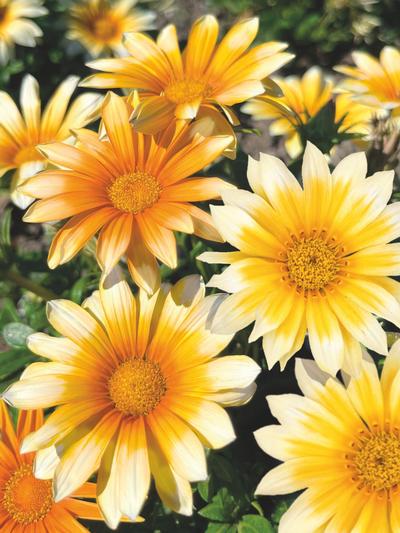 Gazania Sunny Side Up 1.3L Gazania Sunny Side Up 1.3L