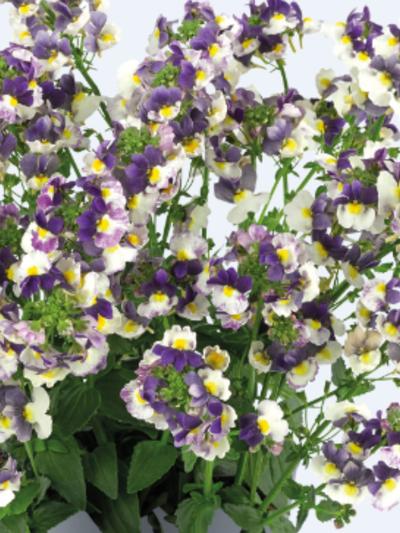 Nemesia Nuvo Blue Bi-colour  Nemesia Nuvo Blue Bi-colour