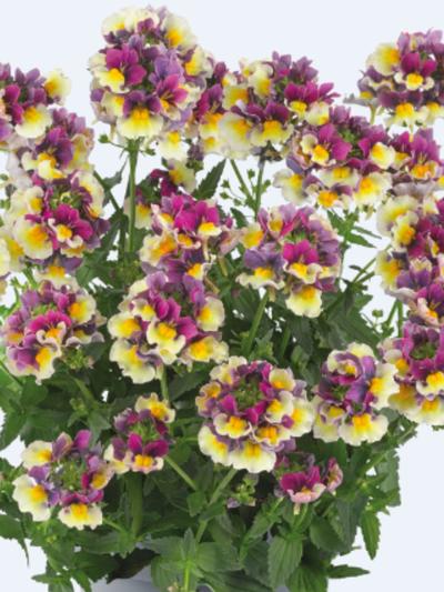 Nemesia Nuvo Burgundy Bi-colour 1.3L Nemesia Nuvo Burgundy Bi-colour 1.3L